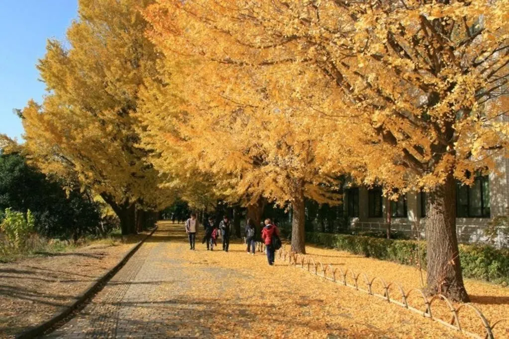 Apartament 渋谷5分のダブルベット2台の40平米東京大学徒歩5分のアパート Tokio